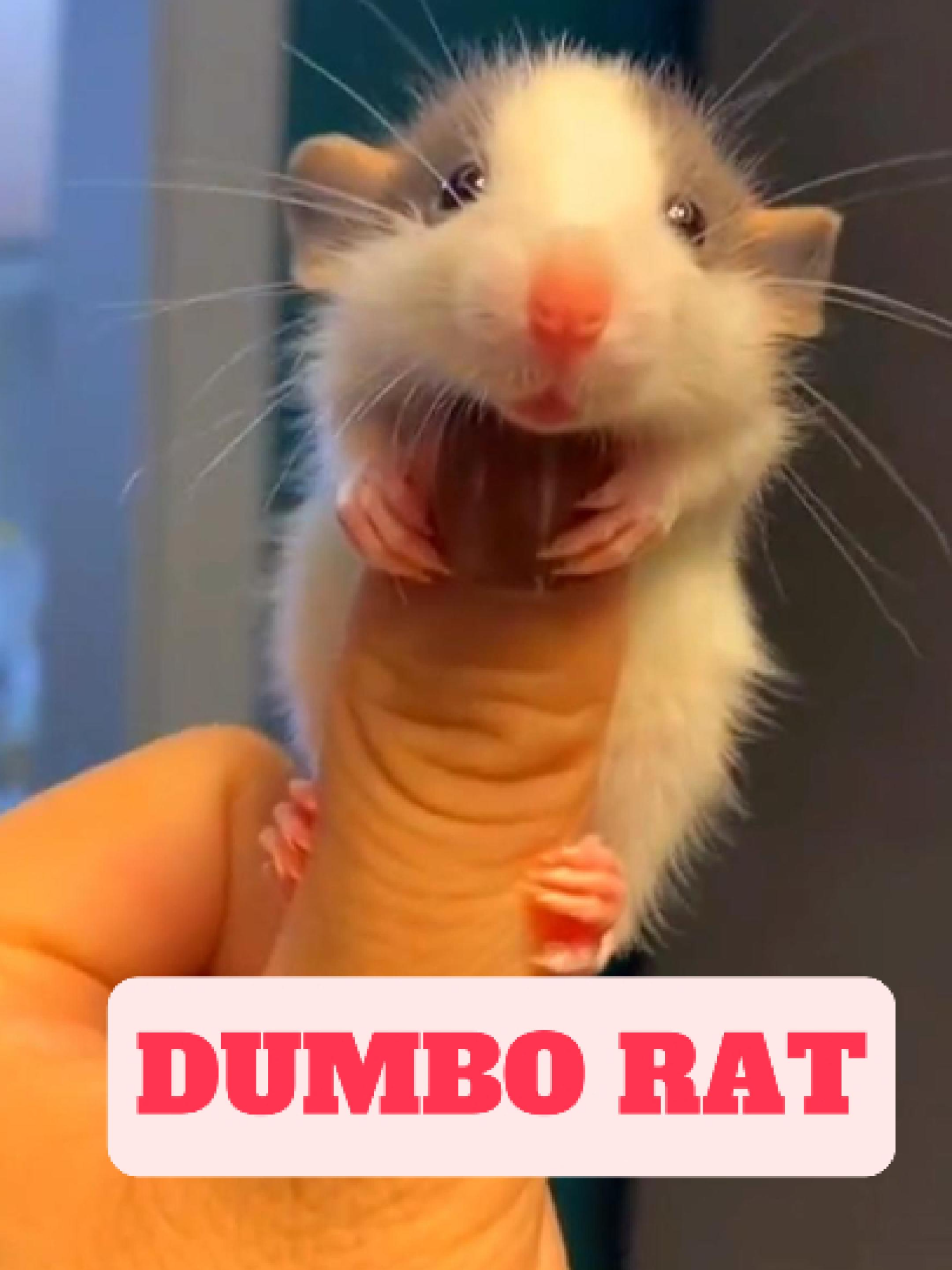 @WildlifeWonderTV Animal Facts