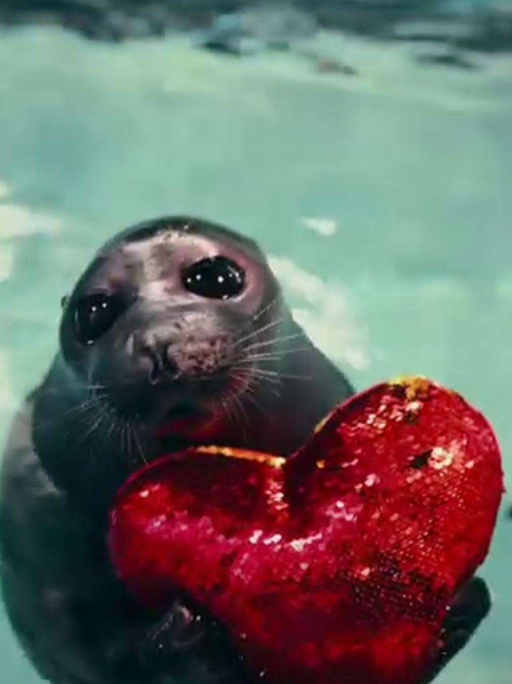 @🩷🎀 seal 🦭🩷