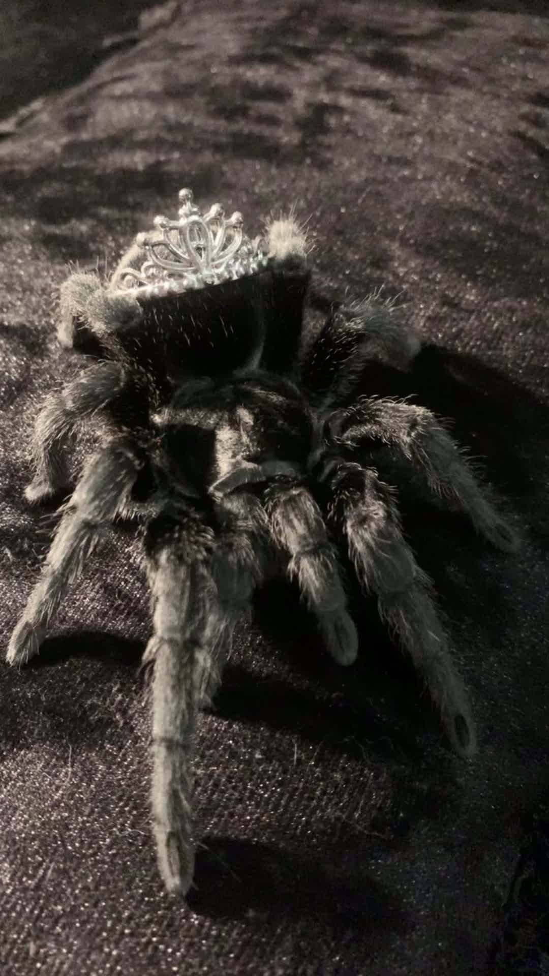 @spectralfawn