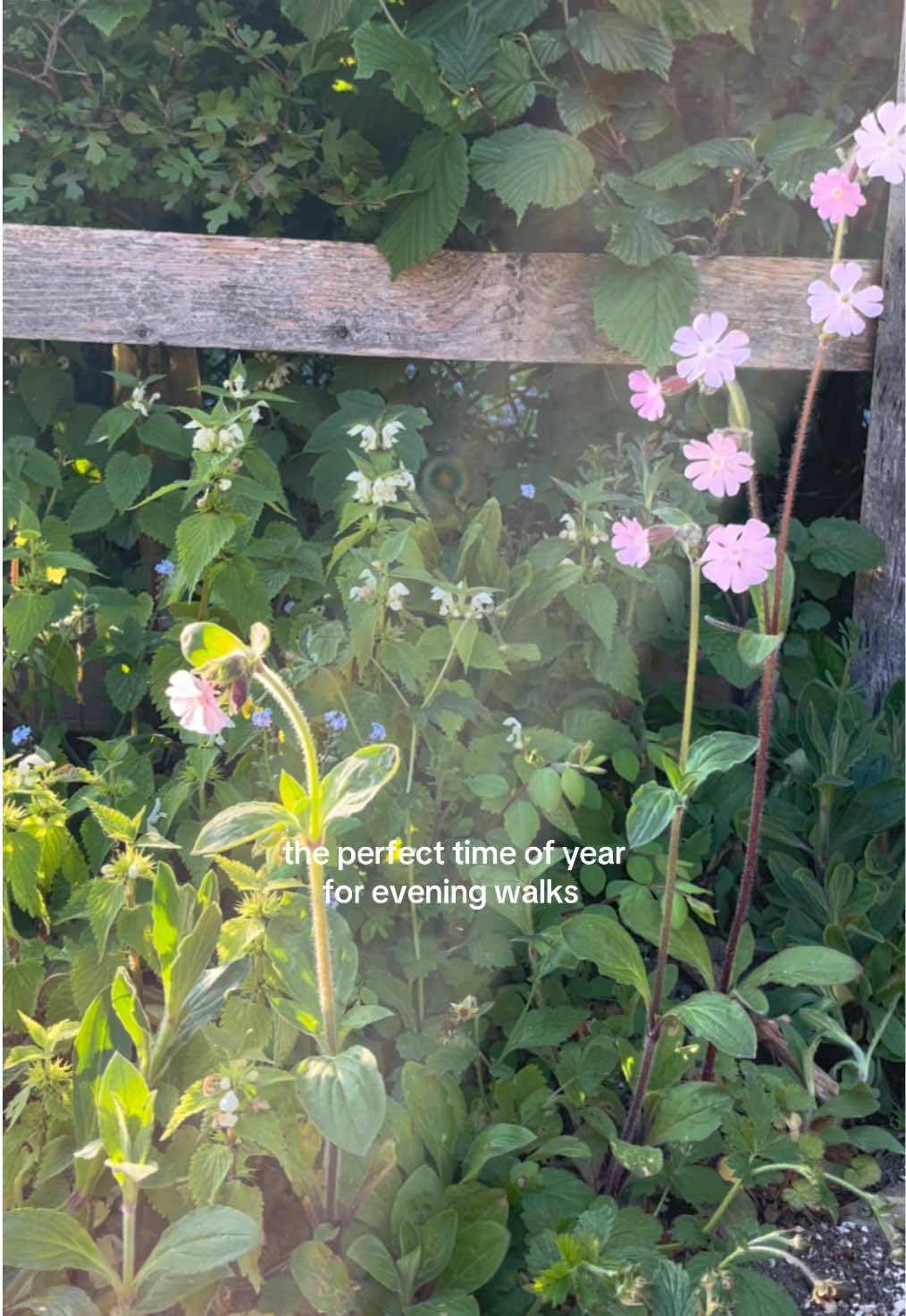 @Julia 🧚♀️💫🌿