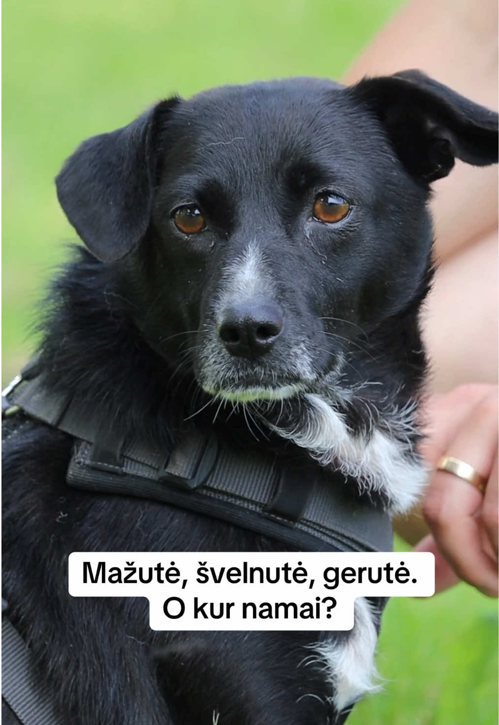 @Keturkojo Viltis