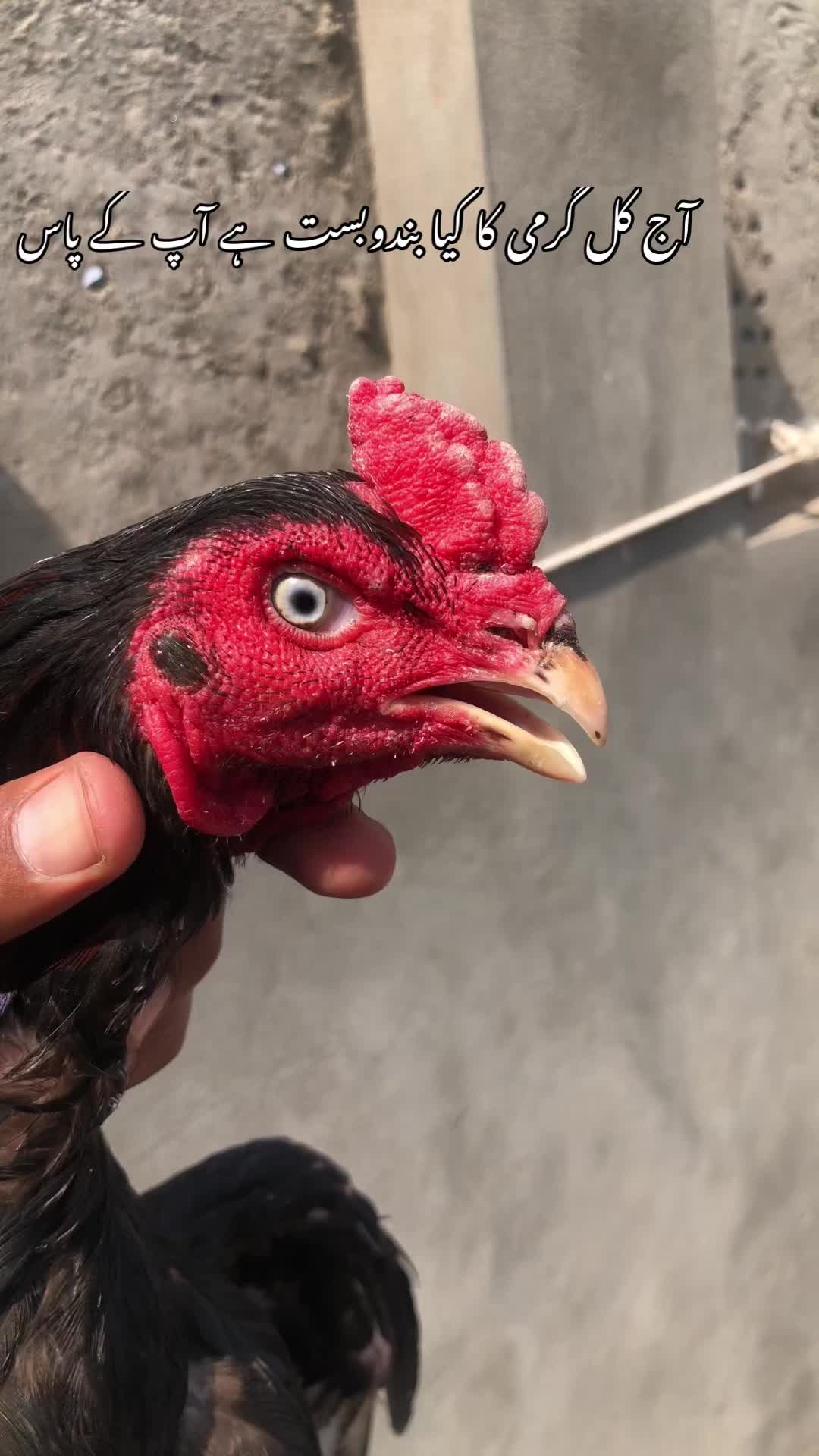@Poultry Markaz
