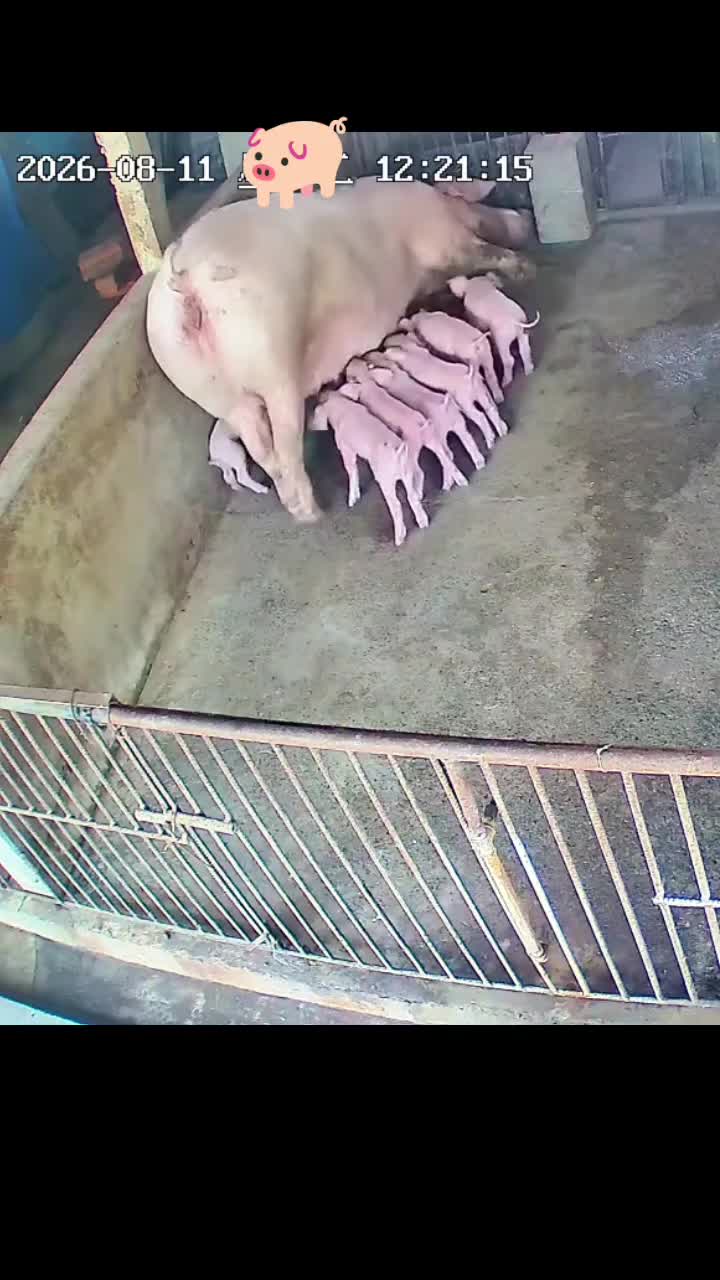 @videos animals funny