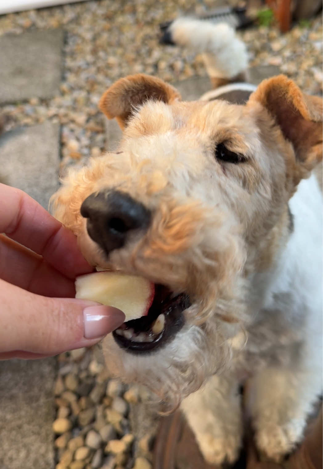 @Thefoxandtheairedale