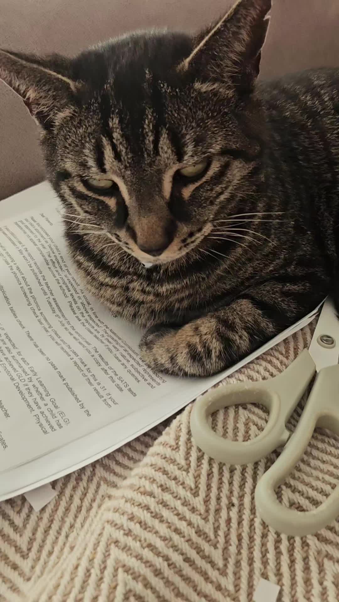 @CatmanScoop