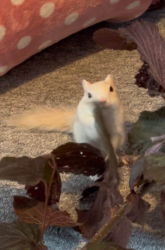 @Jenny&Skippi🐿️ TeamV🐿️u🦔🏰