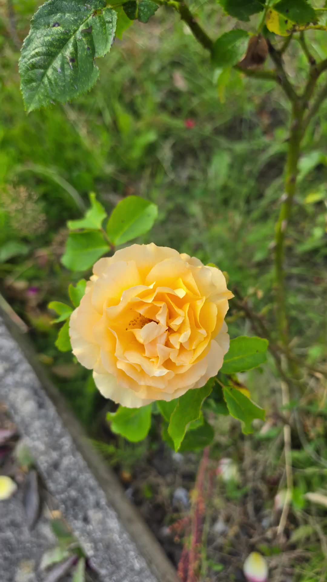 @Kunwelyy Finds ๐๏ธ