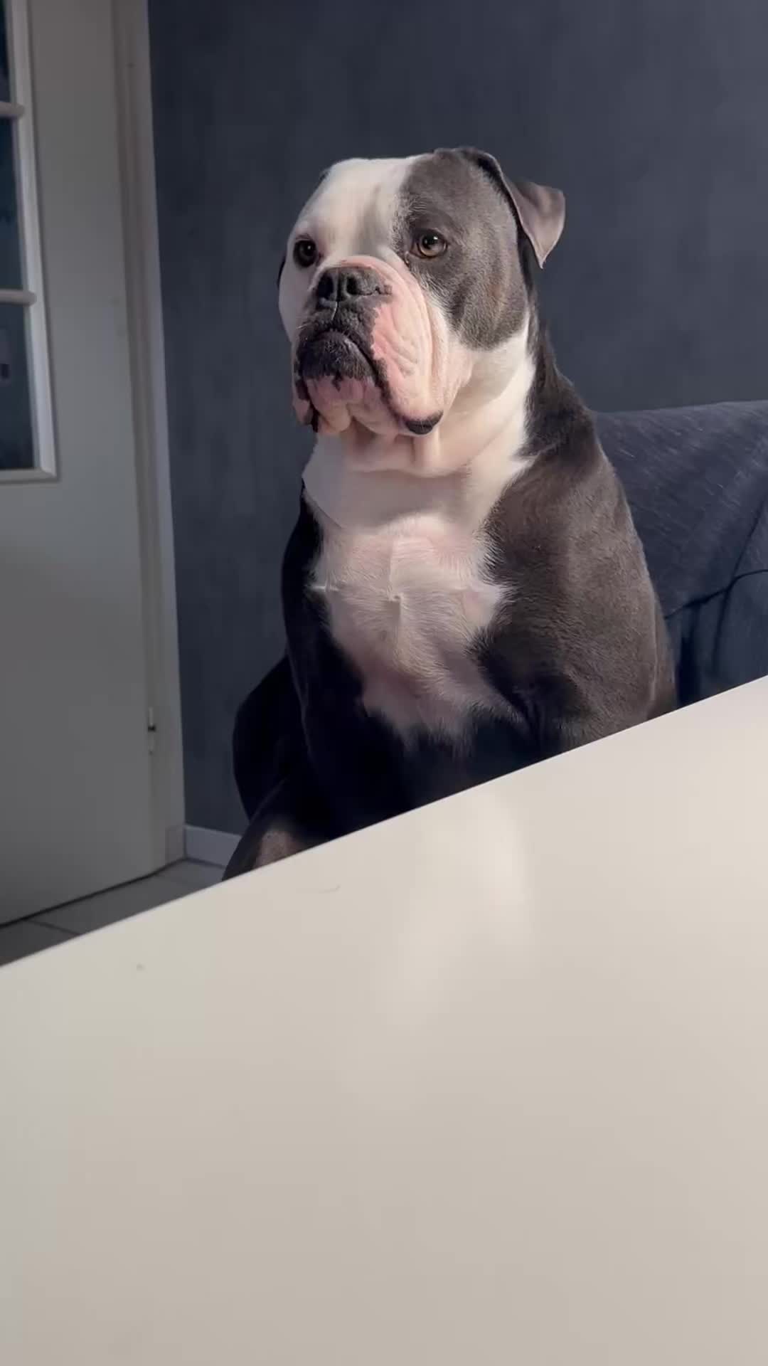 @Kalle 🐕