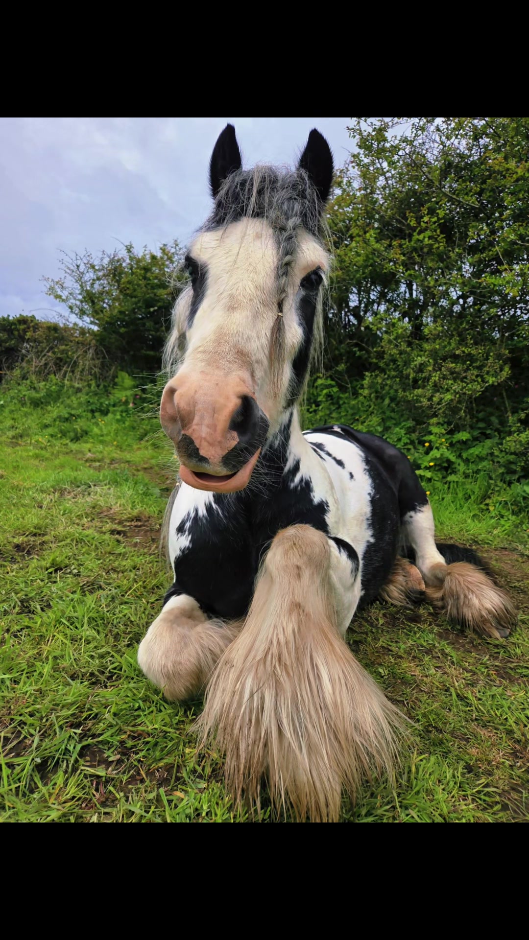 @horsetiktoc