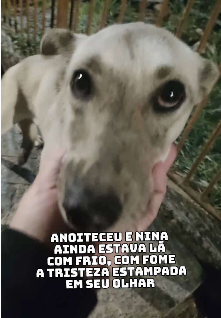 @Ed&ensp;pet