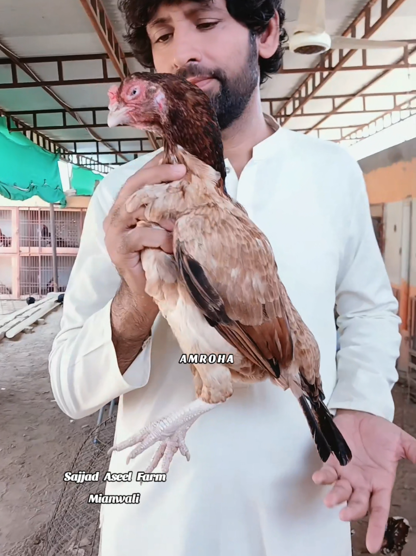 @Sajjad Aseel Farm