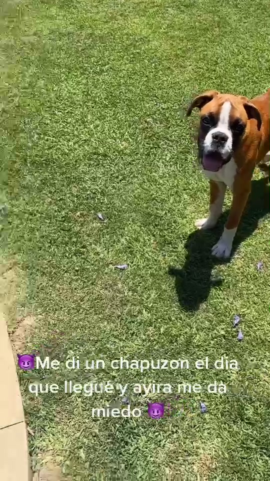@Bimba.y.Lola.the.boxers