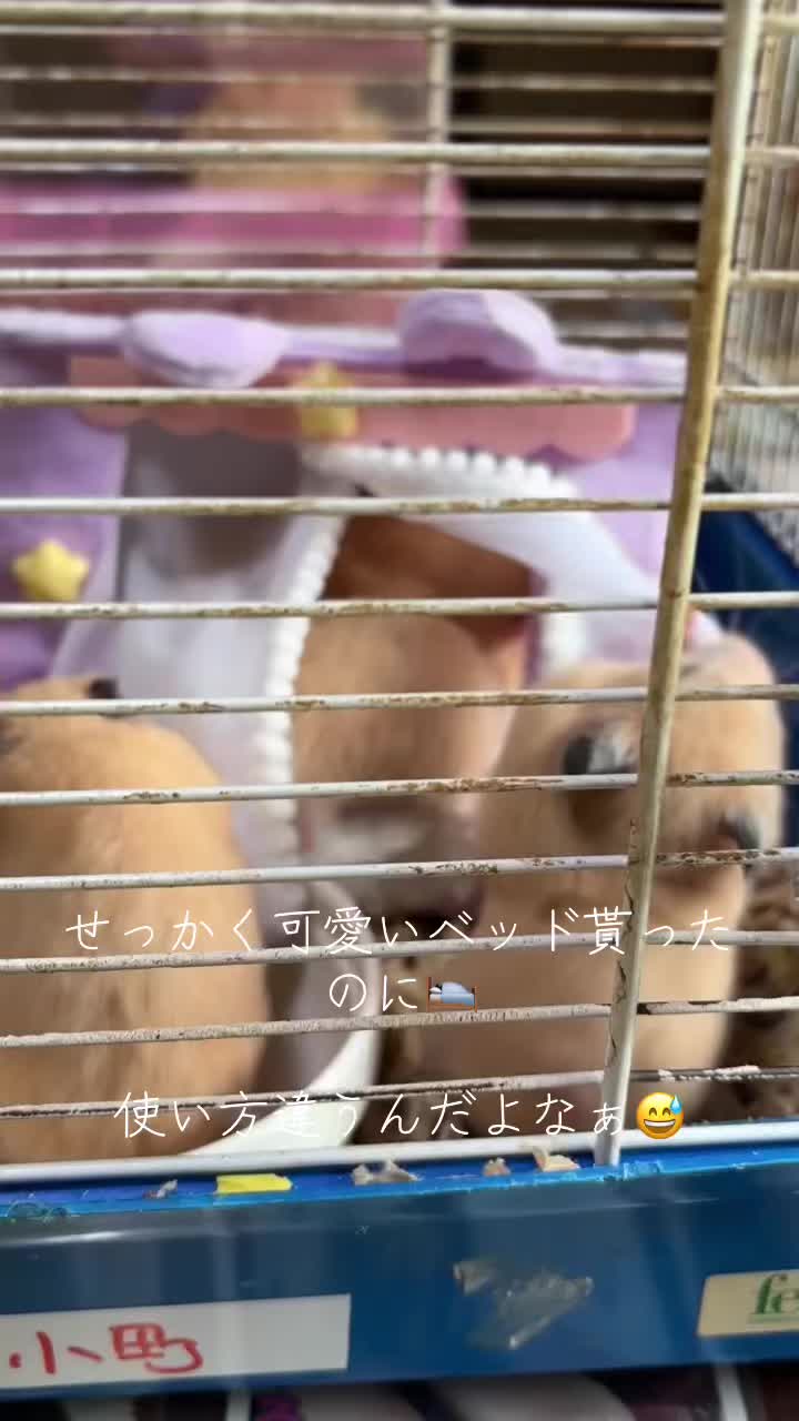 @big mama 🐹🐕