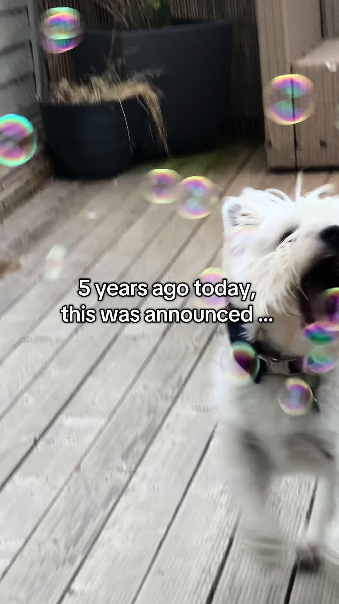 @Luna The Westie