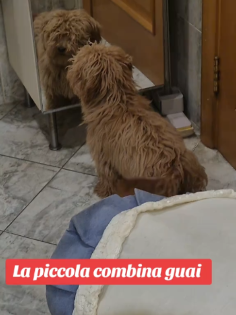 @- MARIO -