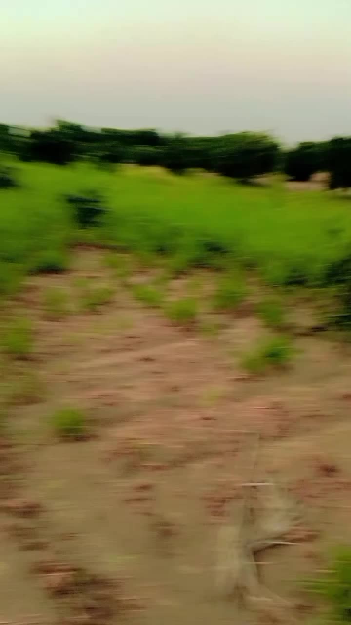 @rananabeel766