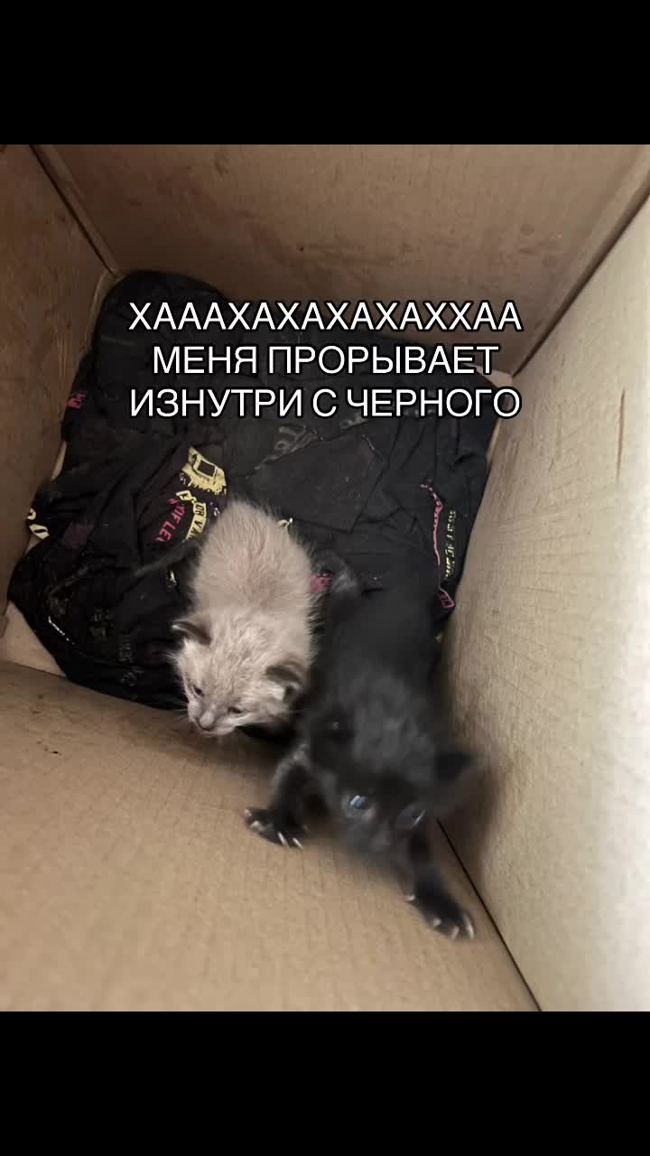 @к1тяра