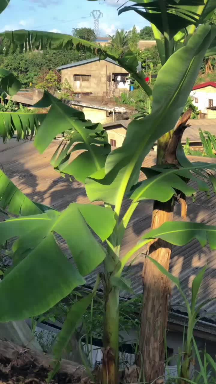 @NANA PLANT🏝️