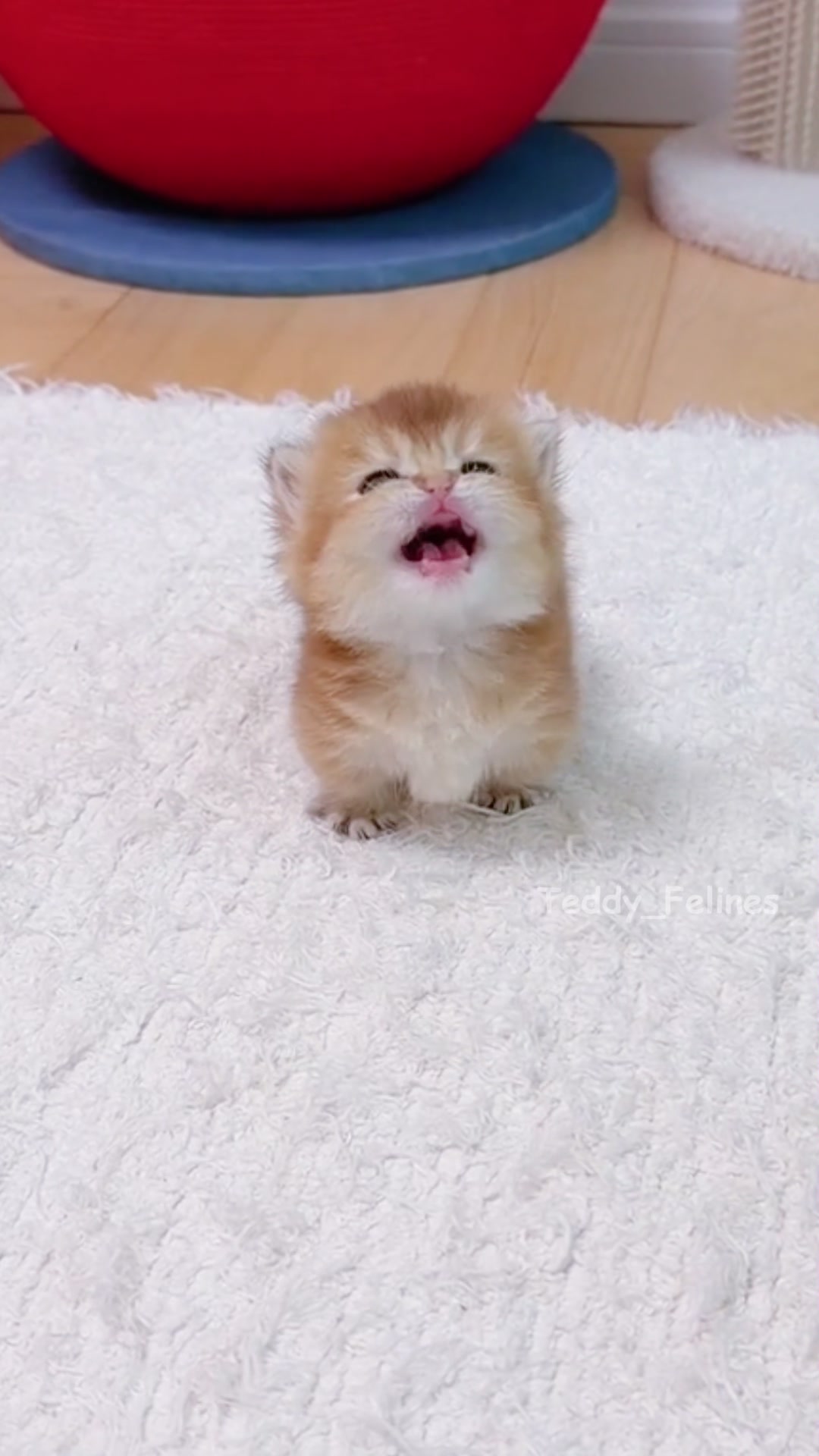 @Teddy_Felines 🧸🐾