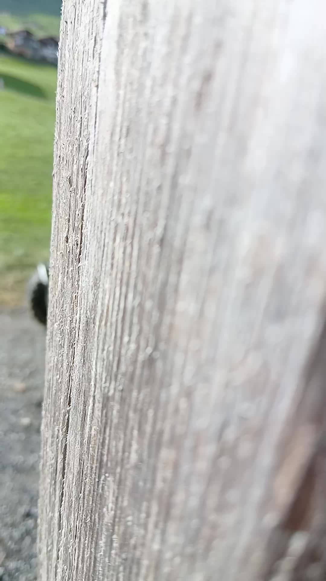 @2STROKEyilgi⌖ᛉ🇨🇭