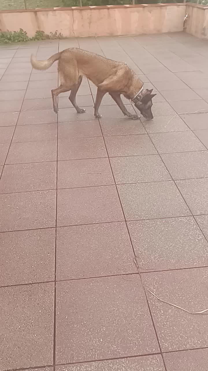 @Rock a Dog