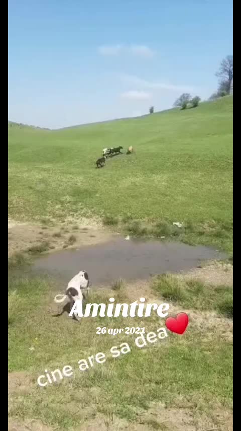 @Catalin Vlad288