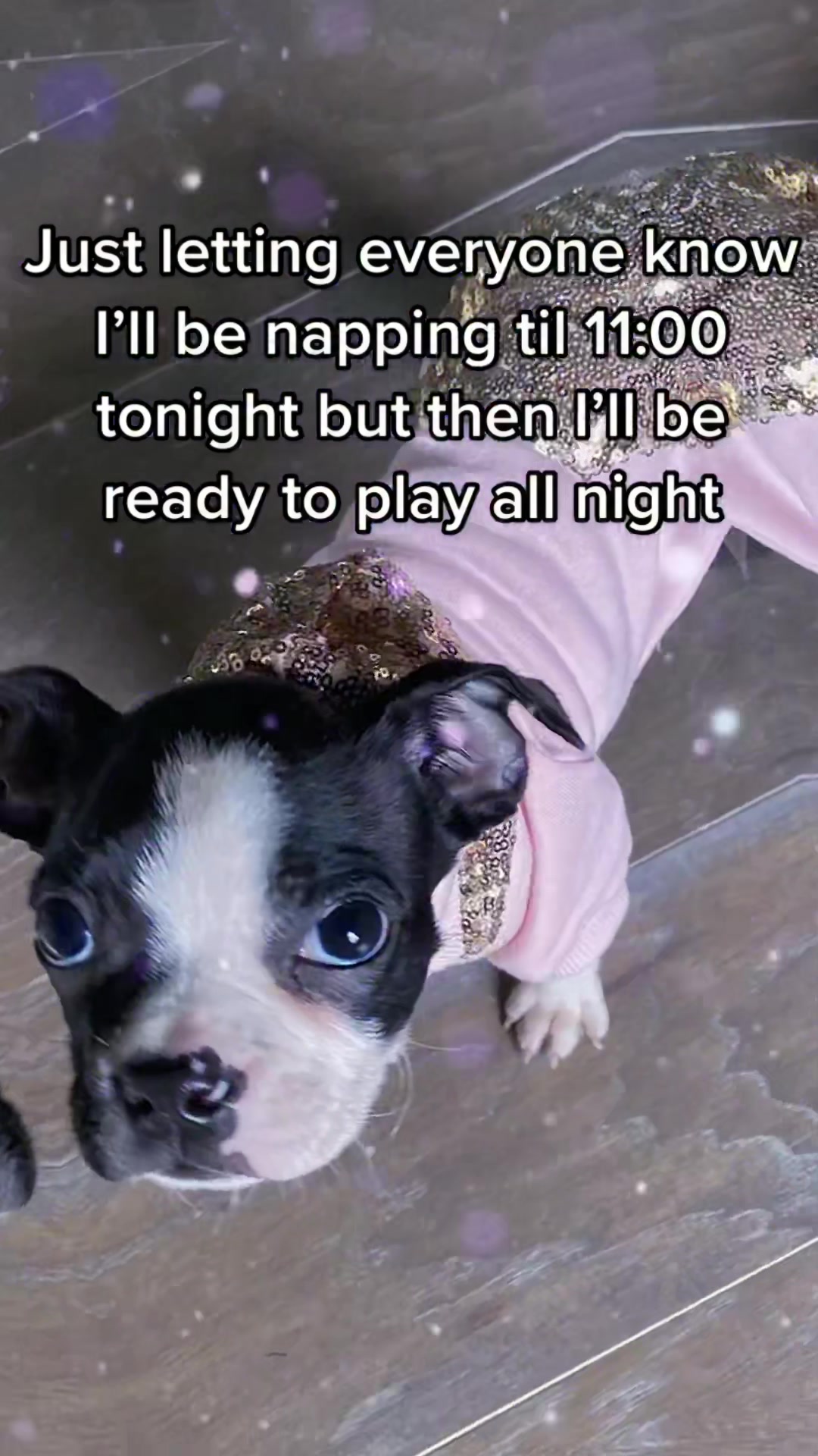 @anna + dogs