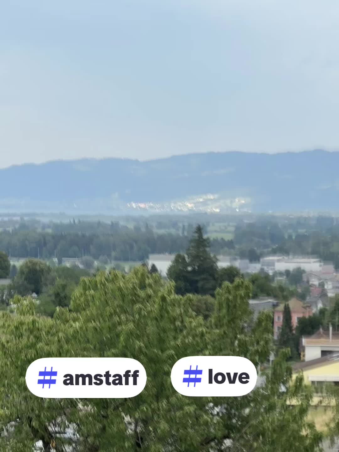 @Amstaff Tyson & Tayna ♥️