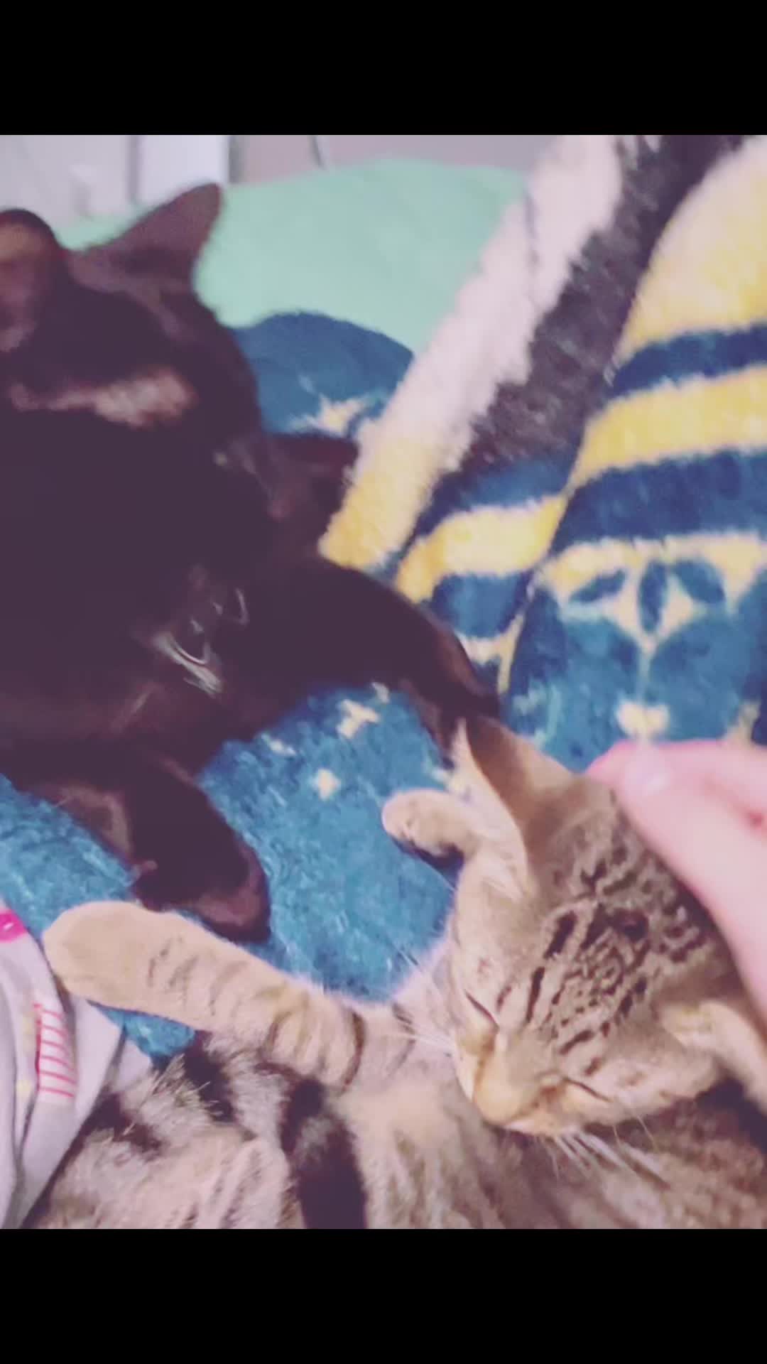 @Tokio Drift The Cat