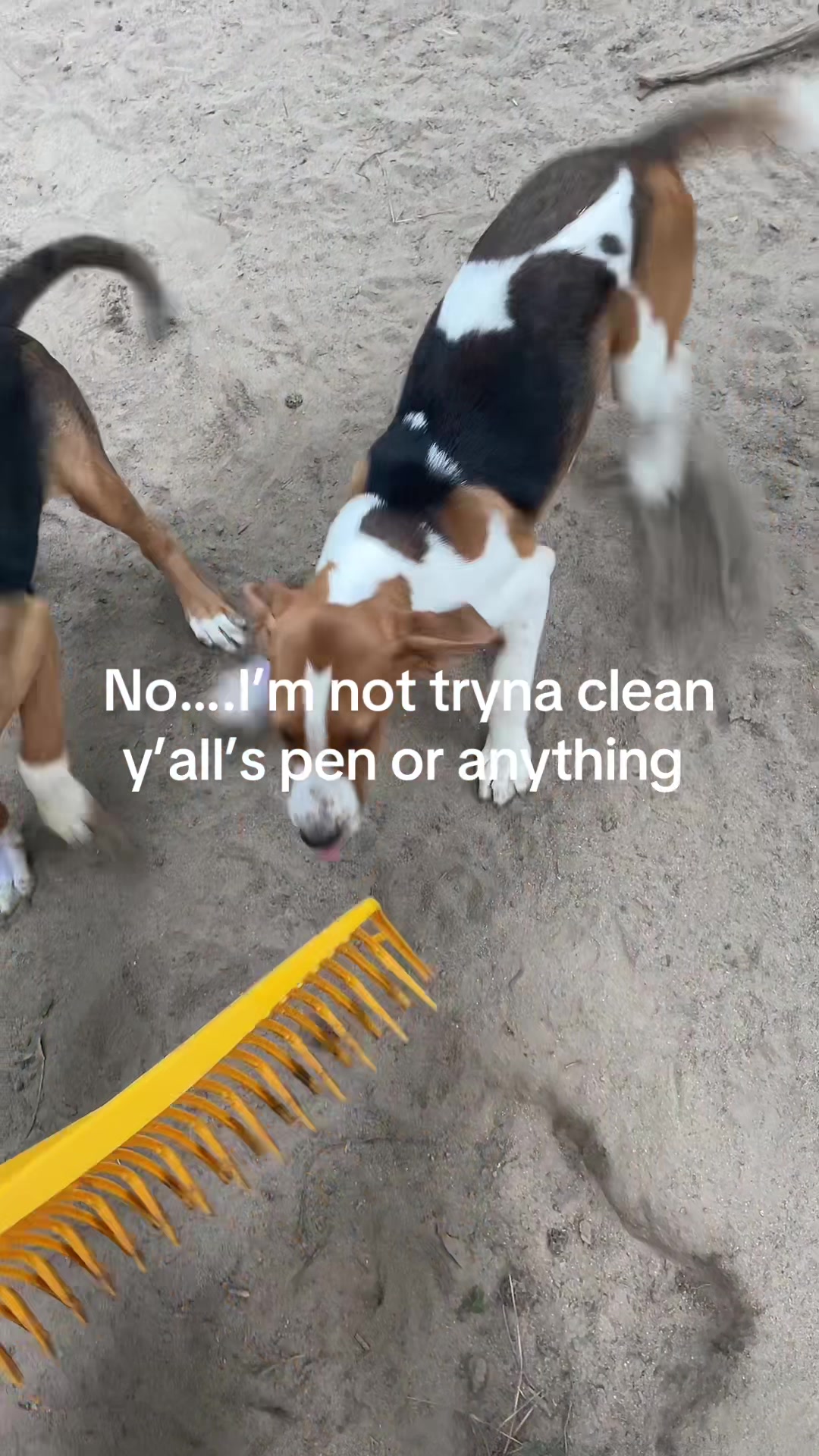 @3DeepKennels