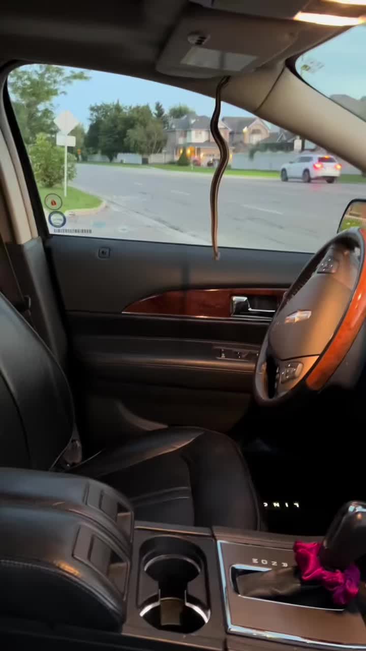 @Racheldont