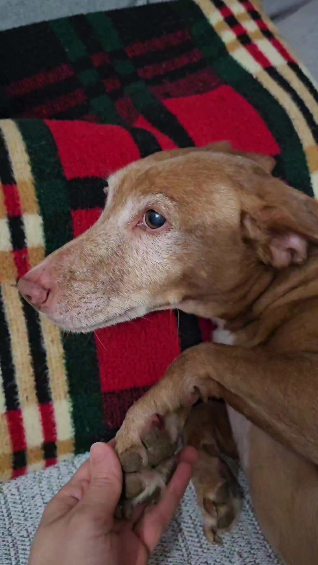 @Guffy_dog