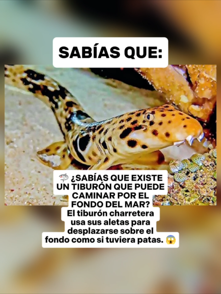 @CLUB DE ANIMALES