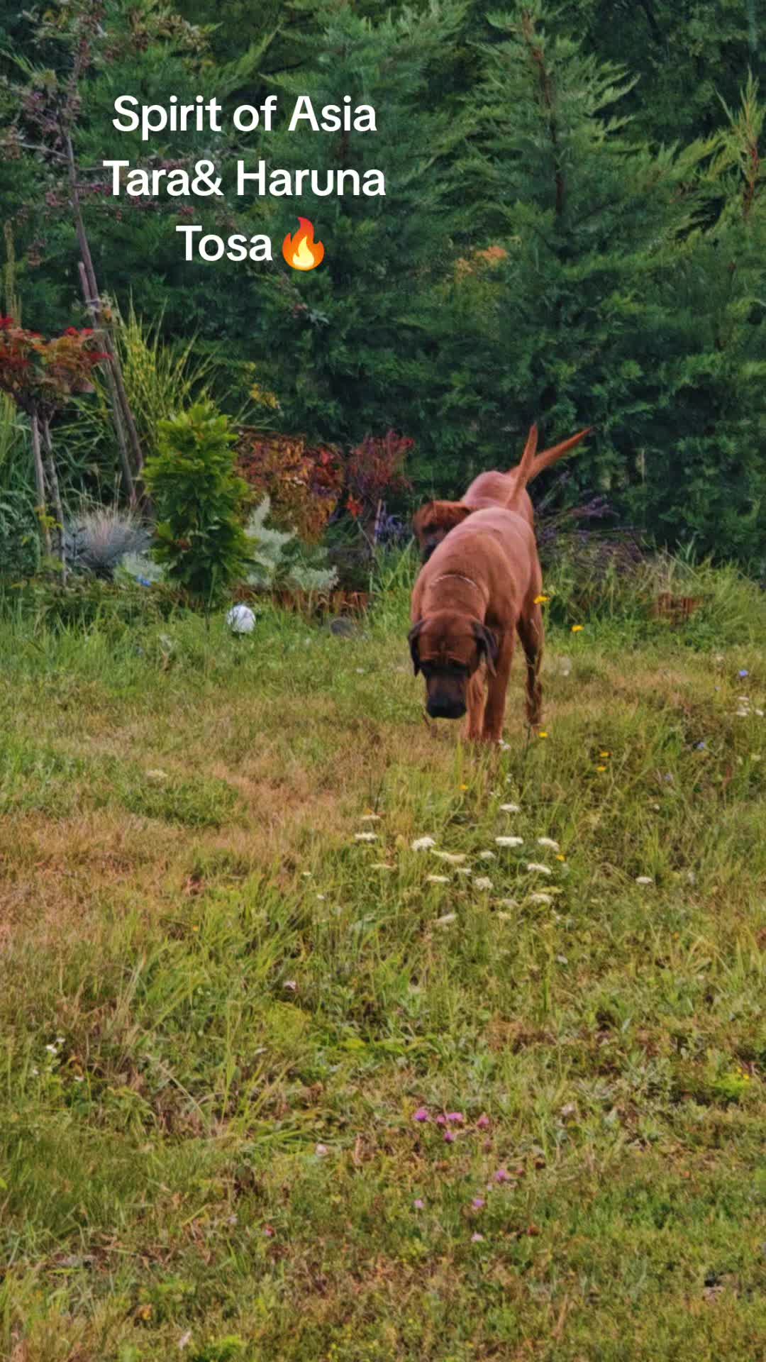 @Spirit of Asia Kennel