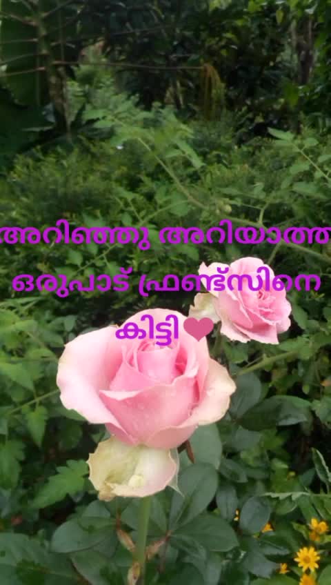@pinjuru