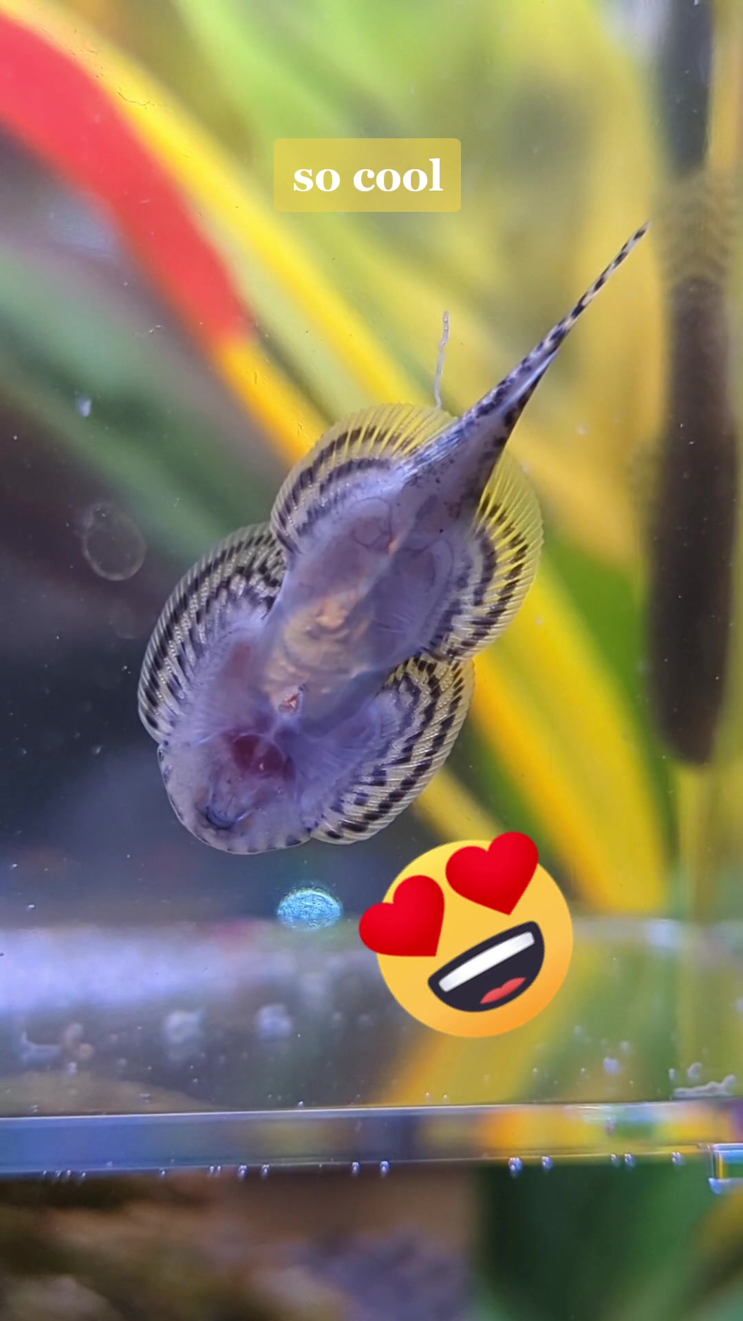 @Cutefiish