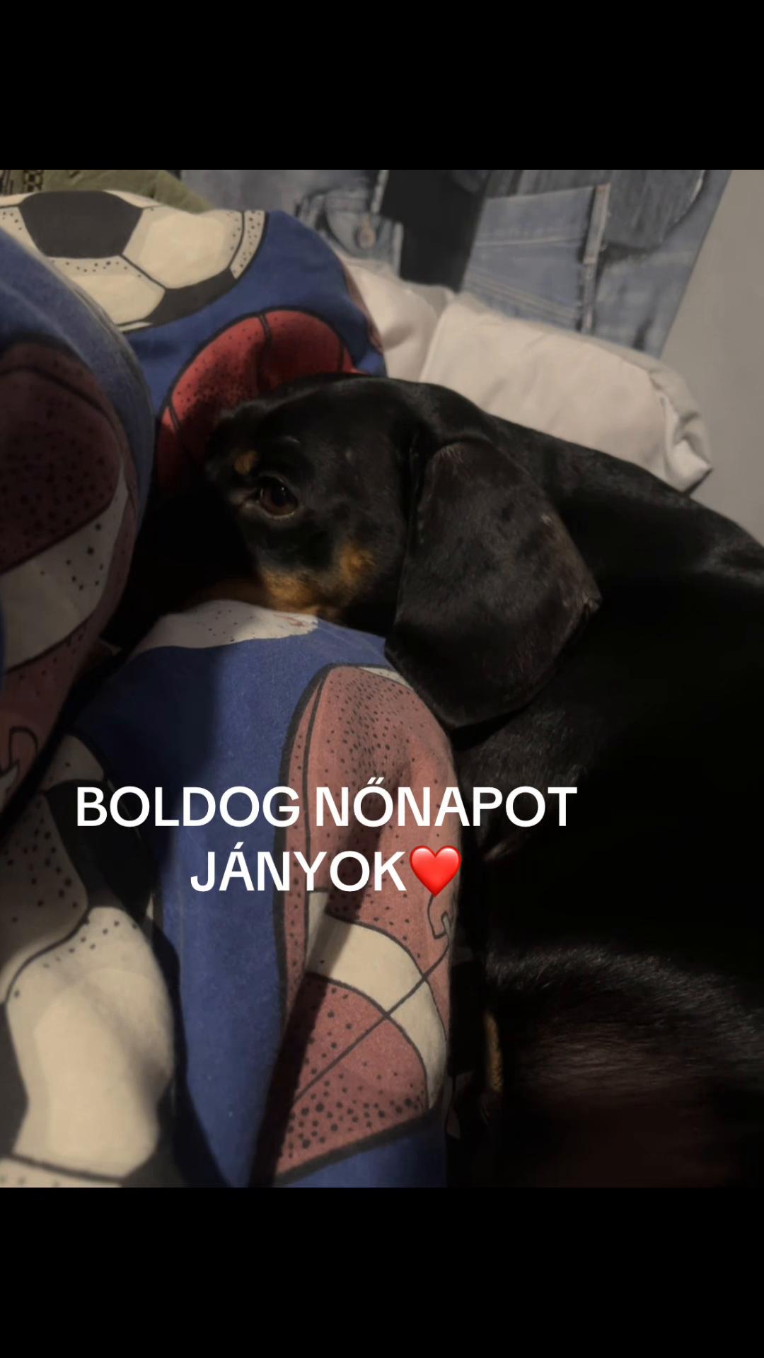 @TOFIKA🐶