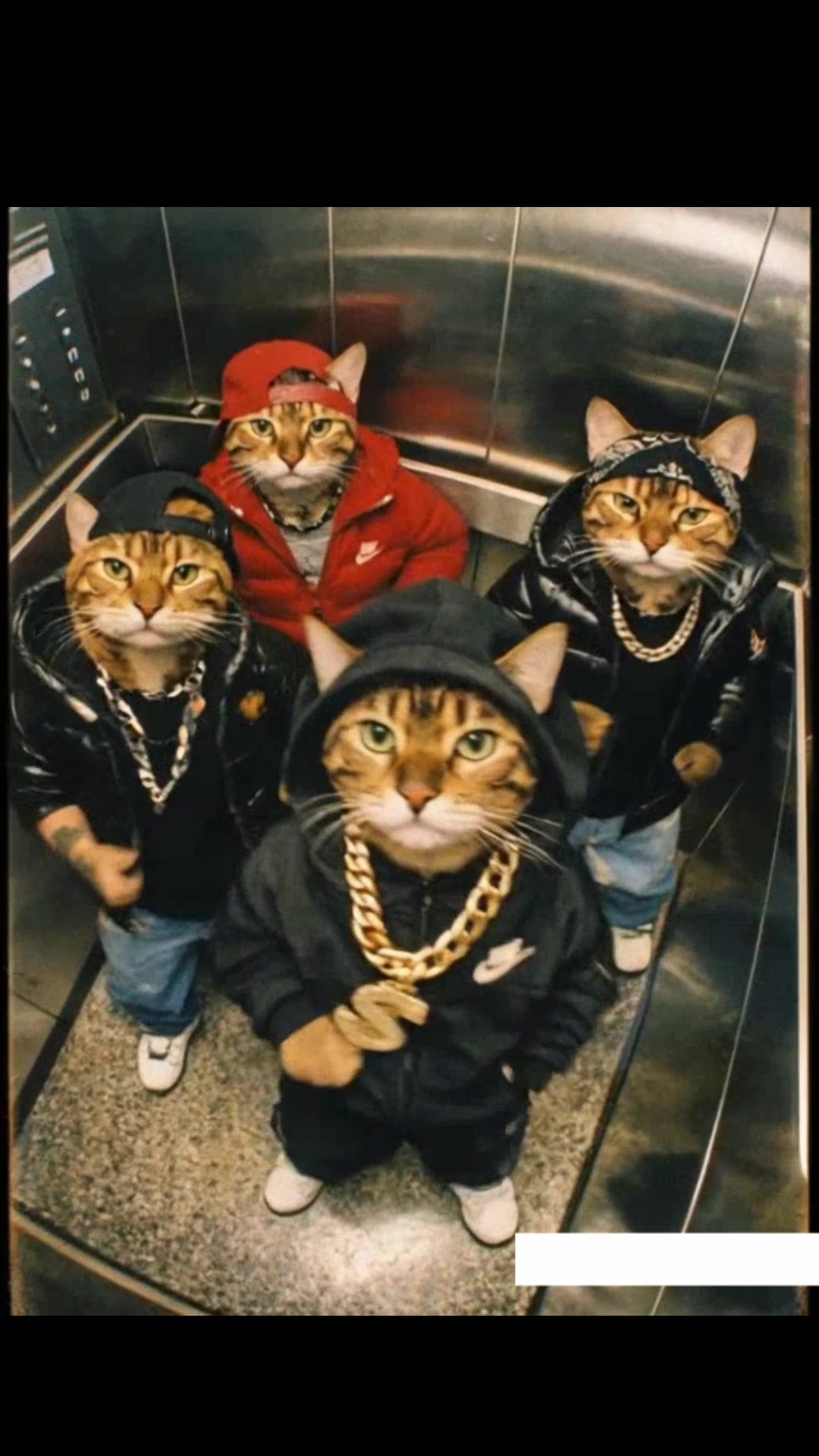 @gang_cat