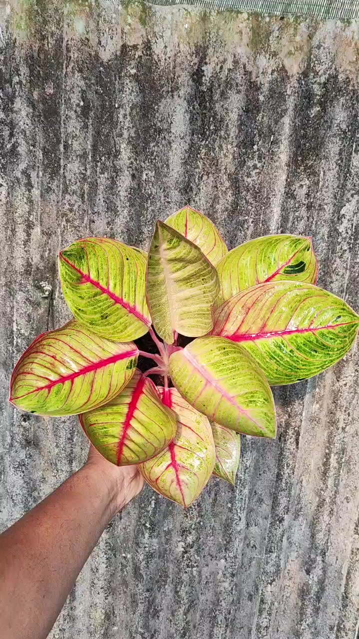 @Ronaldo_Aglaonema