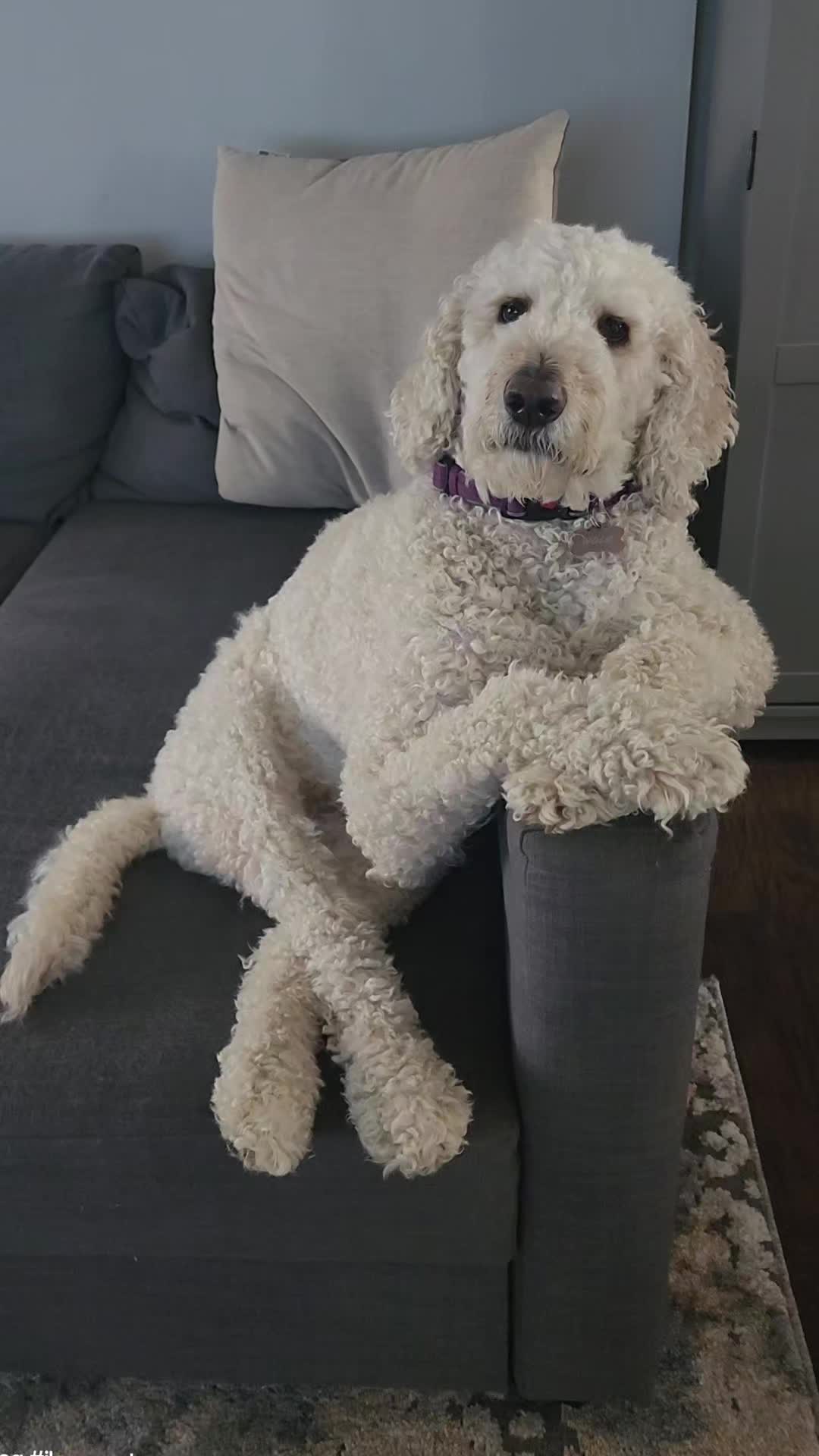 @Lana -🐕&zwj;🦺Dog Mom & Gardener