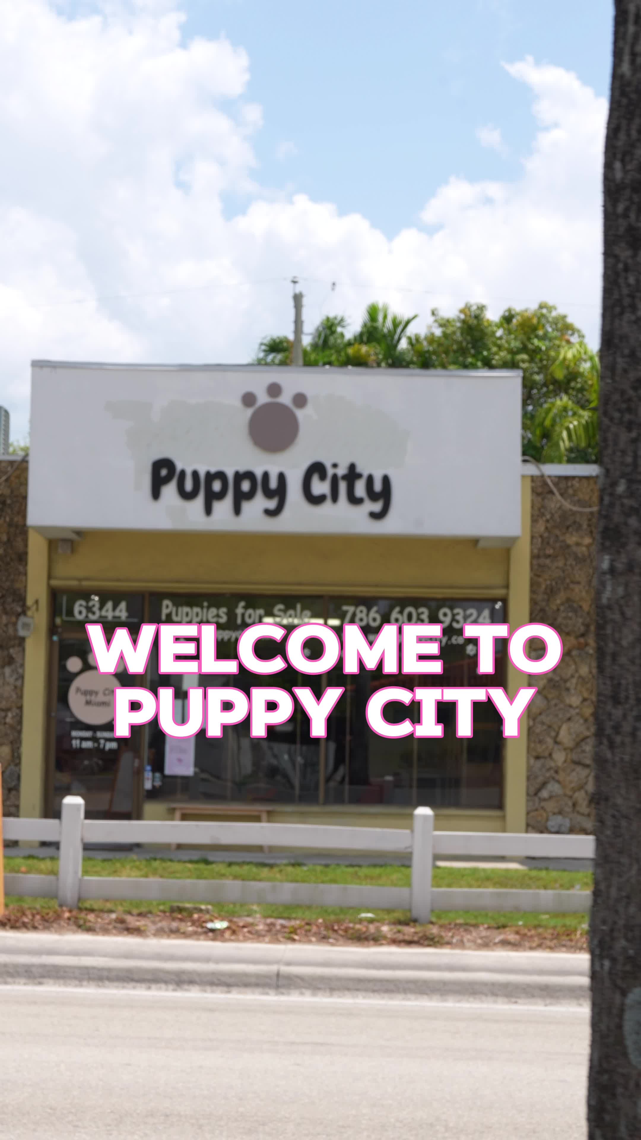 @Puppy City