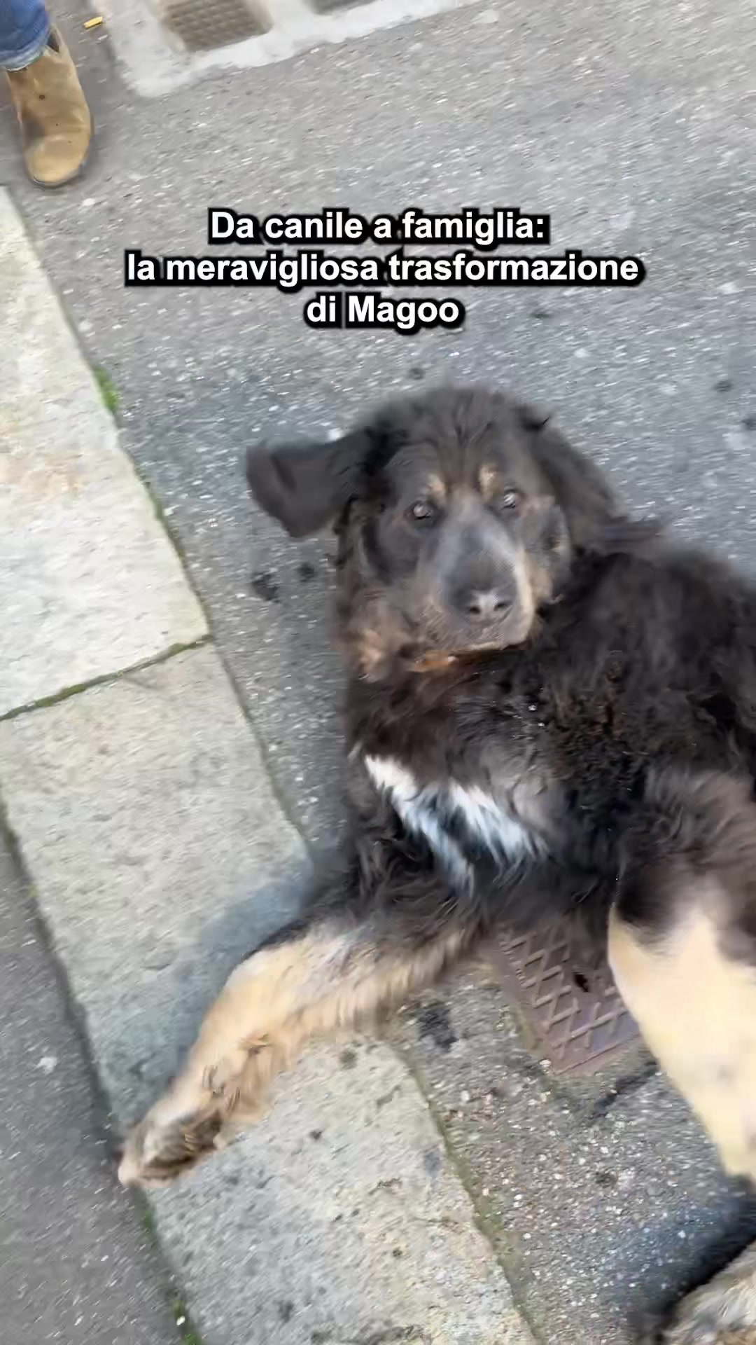 @Doggodaiily