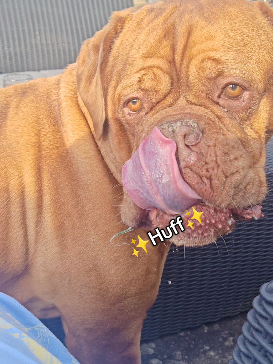 @Diva Dogue Nala