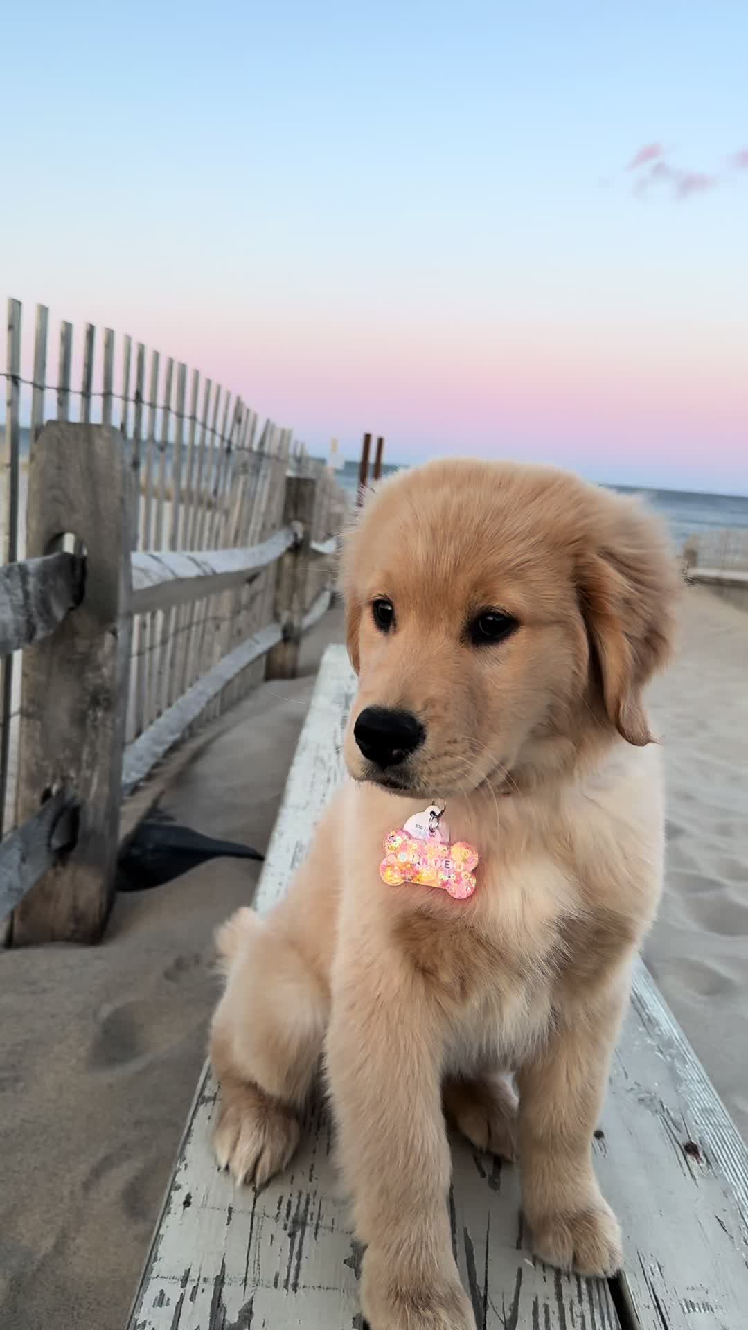 @Winter the Golden