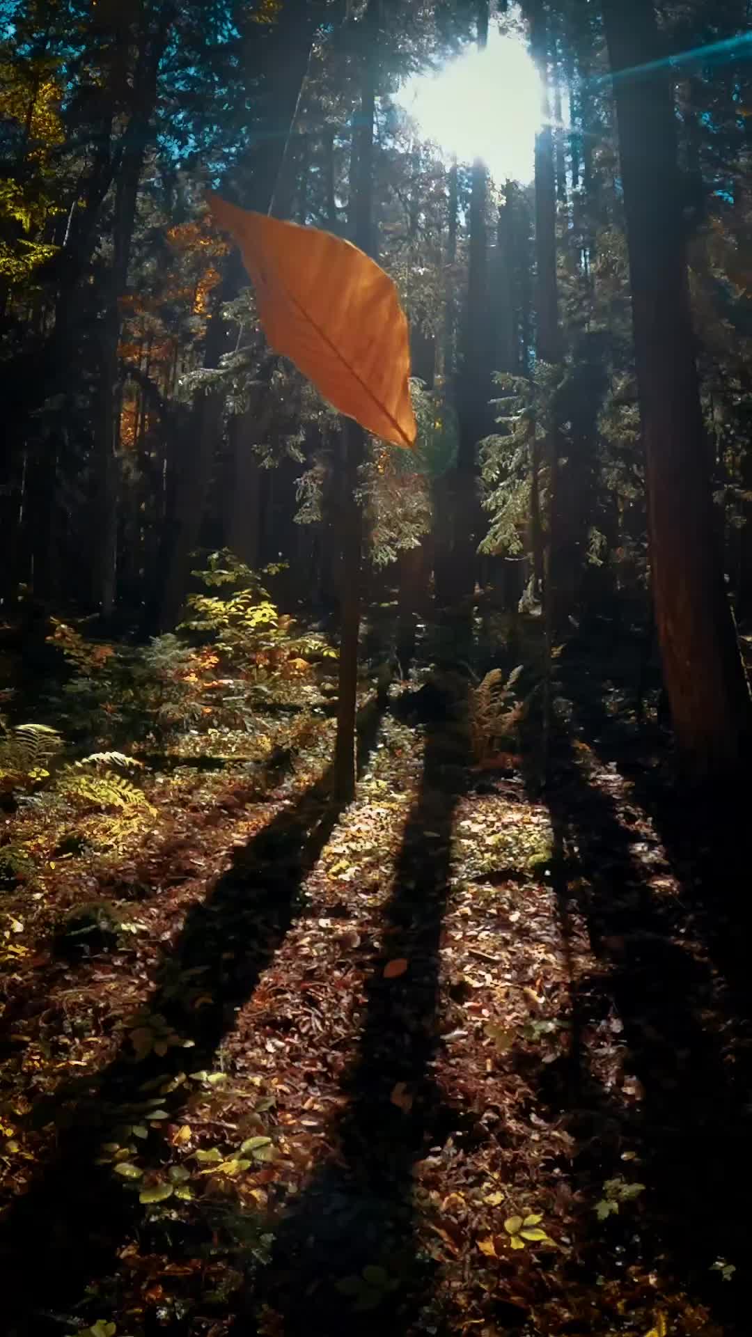 @Nature+Lofi