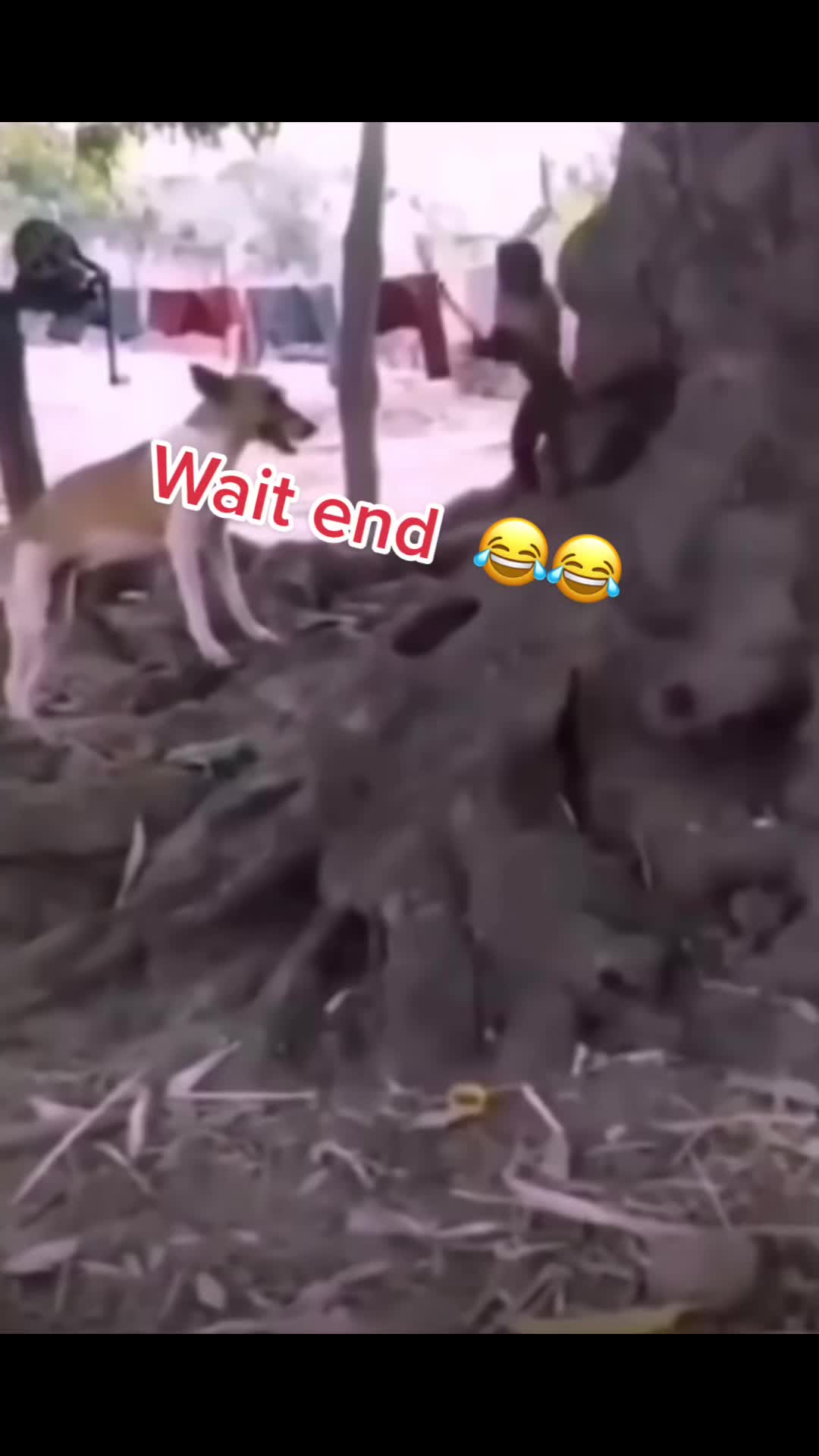 @Pesho1