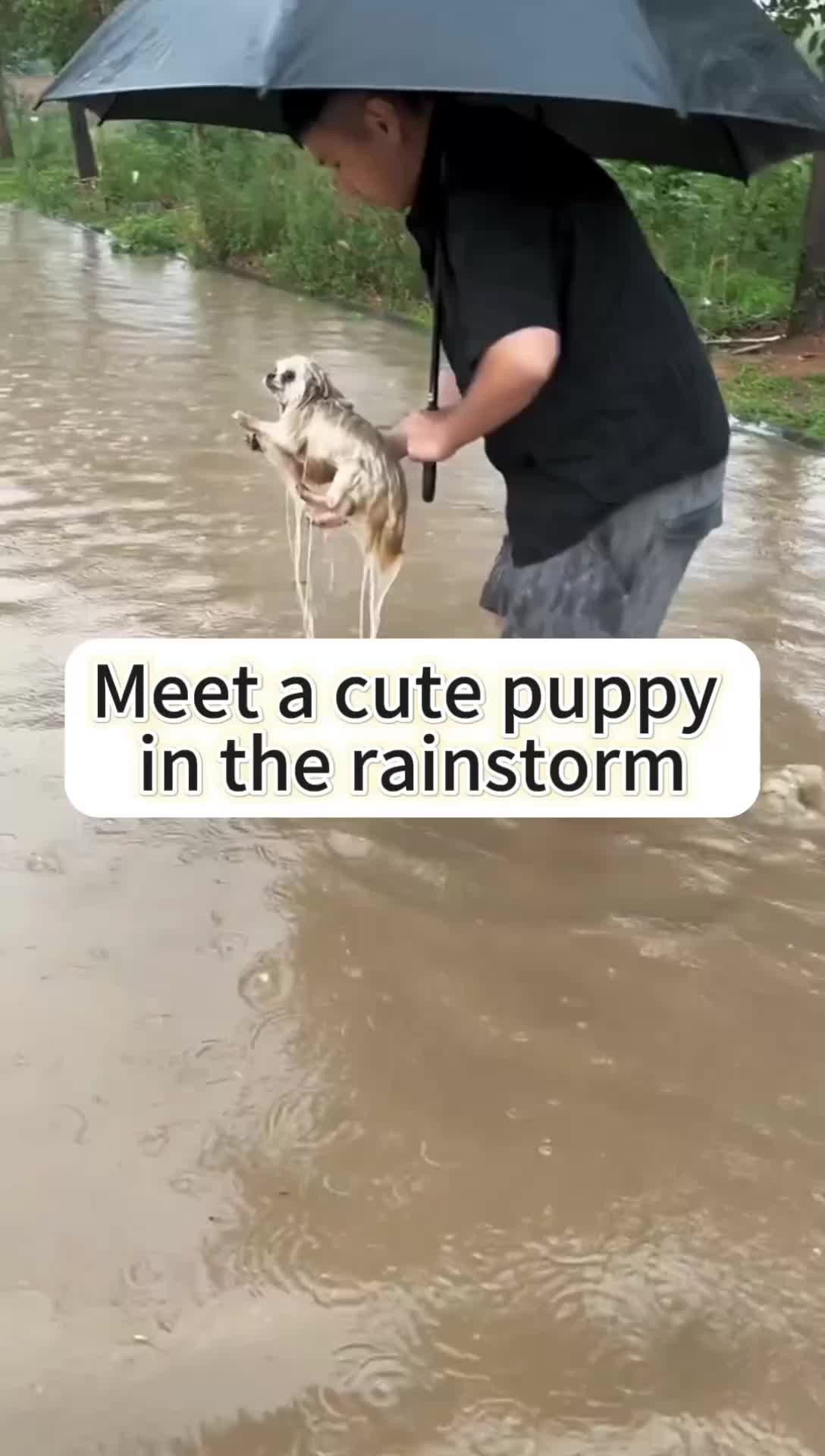 @Cats and dogs