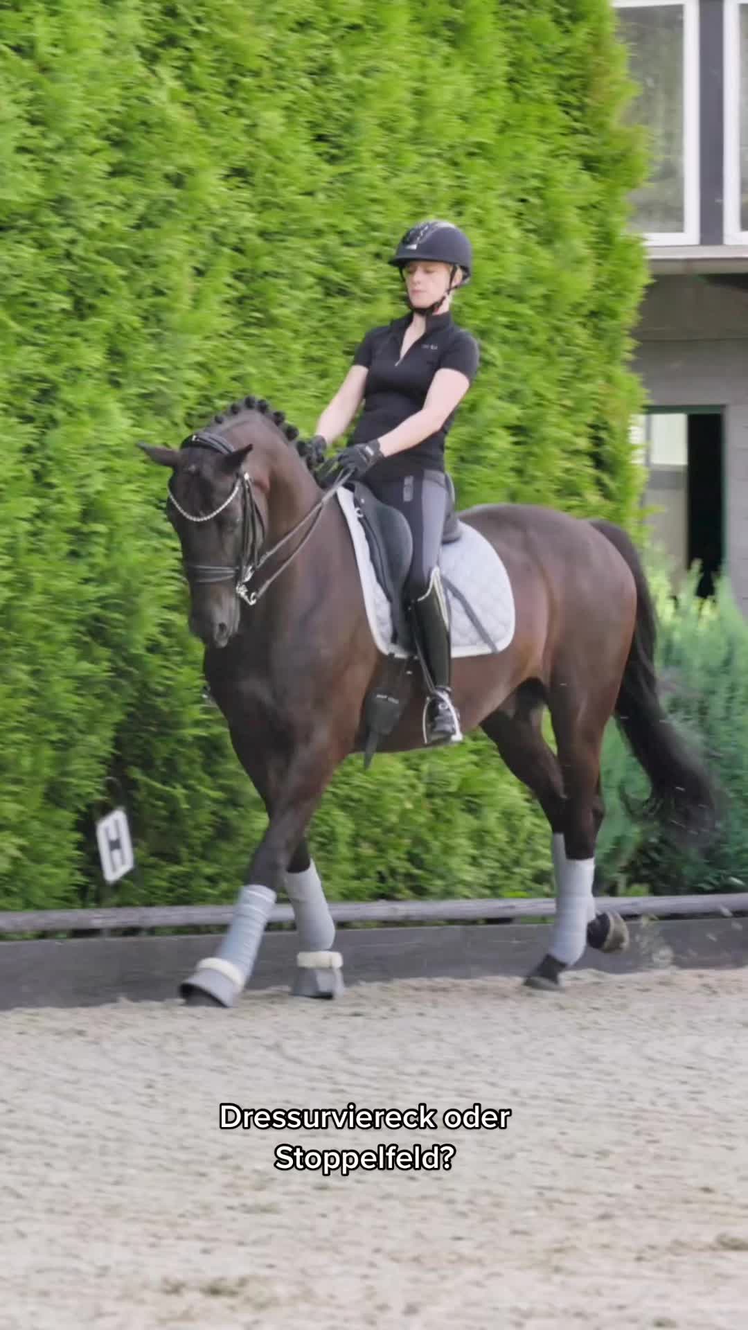 @Schwarze Equestrian