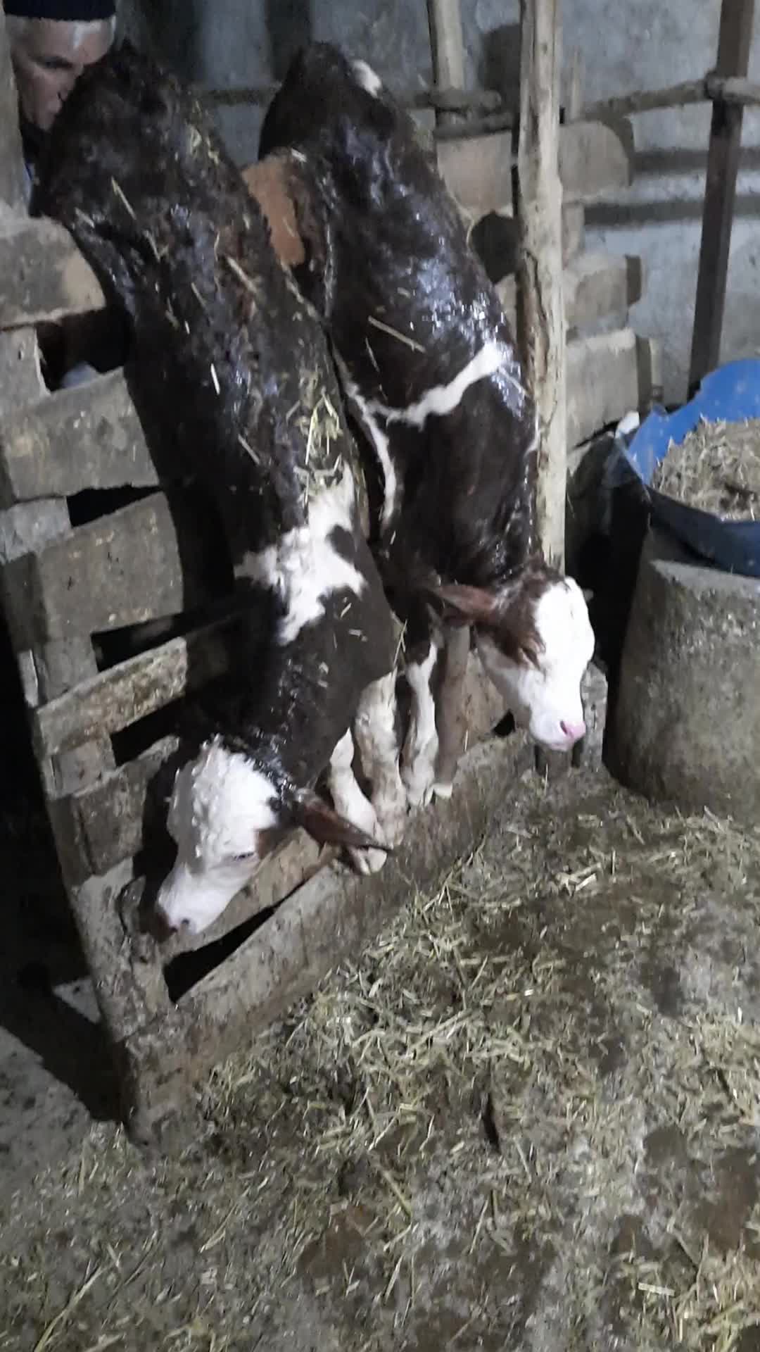 @sakip ekşi ( Deva Vet)
