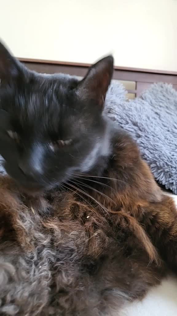 @Trini Cat